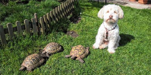 Nach all der Aufregung um Mathilde passt Familienhund Timmi jetzt ganz genau auf, dass von dem Schildkröten-Trio niemand mehr ausbüxt. Foto privat