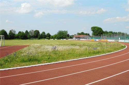 Am Sportplatz in Stephanskirchen wurde im Sommer der Unterschied von Kategorie eins zu Kategorie drei bereits deutlich. Rund um das gut gepflegte Sportfeld blüht die bunte Wiese.Foto Bauhof Stephanskirchen