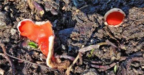 Scharlachroter Pilz als Frühlingsbote