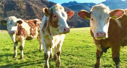 Zufriedene Kühe auf einer Alm in Aschau: Doch die Milchviehhalter in der Region haben mit schwierigen Rahmenbedingungen zu kämpfen. Foto H. Reiter
