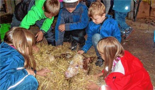 Die Begegnung mit diesem Kälbchen war eine Attraktion vergangener Ferienprogramme, die lange im Gedächtnis der Kinder blieb.Foto re