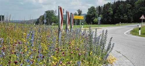 So kann es auch aussehen: Blühstreifen an Verkehrsinsel bei Mangolding