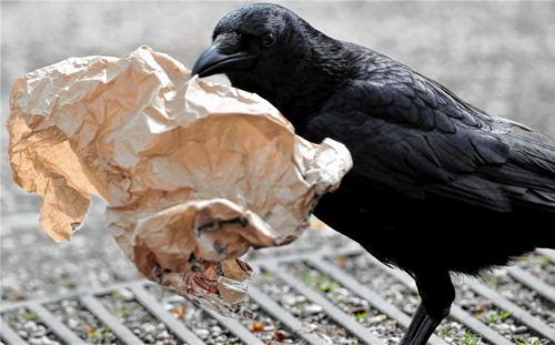 Eine Krähe durchsucht eine weggeworfene Tüte. Manchmal räubern sie aber auch Nester aus.Foto dpa