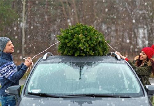 Beim Transport muss der Weihnachtsbaum sicher fixiert werden. Doch die Spitze sollte nach hinten zeigen, damit die Äste heil bleiben.Foto  pikselstock/fotolia.com