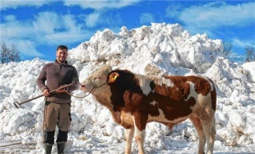 Gerhard Enzinger aus Esing mit einem Walfried-Sohn, den die Besamungsstation Bayern Genetik ersteigerte. Foto re