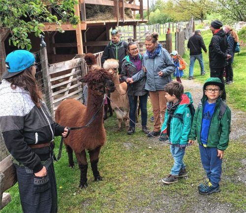 Sind das aber liebenswerte Tiere! Diese Erfahrung machten Mädchen und Buben aus dem Kindergarten Gänseblümchen Wasserburg ebenso wie Menschen mit Behinderung beim Alpaka-Projekt der Caritasfachschulen in Altenhohenau.Foto Wagner