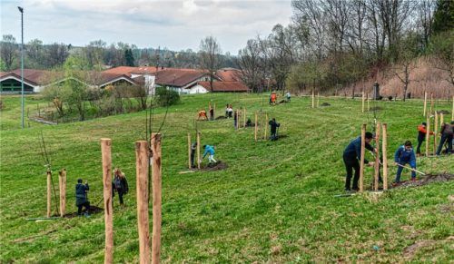 Beim Bepflanzen der Wiese am Turner Hölzl mit Obstbäumen im April packten viele Bürger mit an.Fotos thomae
