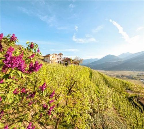 Das gesamte Etschtal ist ein Blütenmeer – die Südtiroler Apfelblüte erleben Urlauber am schönsten auf einem Obsthof von „Roter Hahn“. Foto „Roter Hahn“/Frieder Blickle