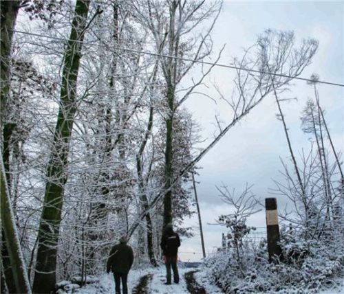 In Buchbach mussten Helfer einen Baum bergen, der auf eine Stromleitung zu kippen drohte.