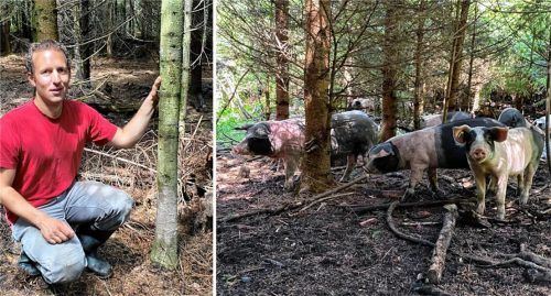 Dr. Rupert Stäbler kümmert sich bei Halfing aktuell um 65 Schweine. Foto Trautmann